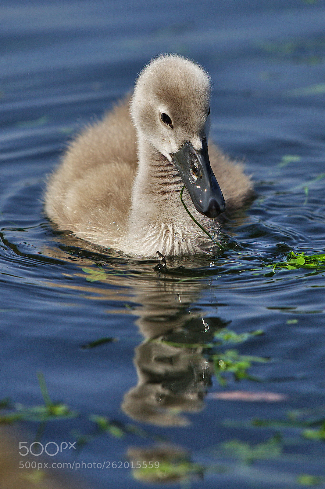 Canon EOS 6D + Canon EF 70-200mm F4L IS USM sample photo. Mirrored photography