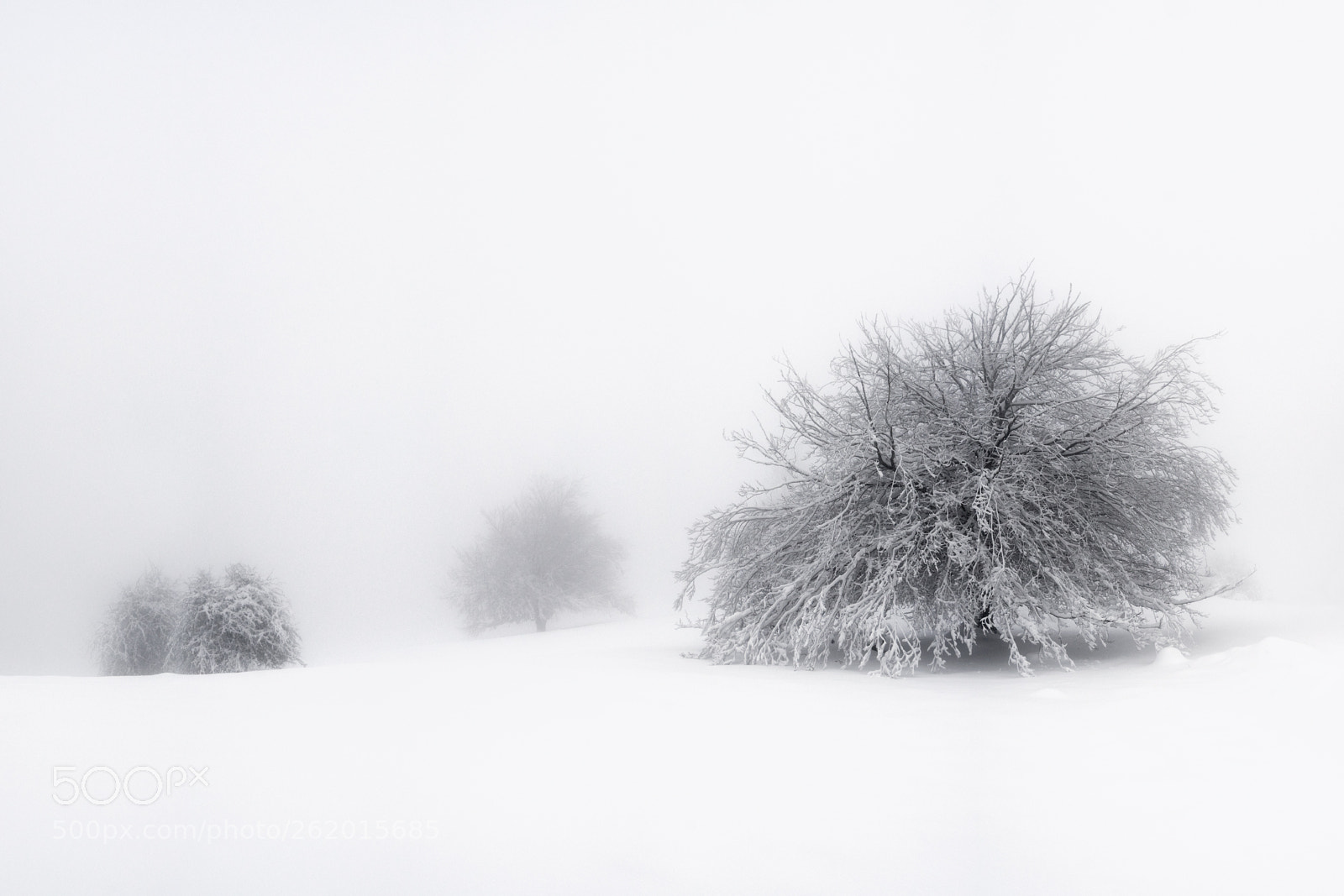 Sony a7 sample photo. As white as snow photography