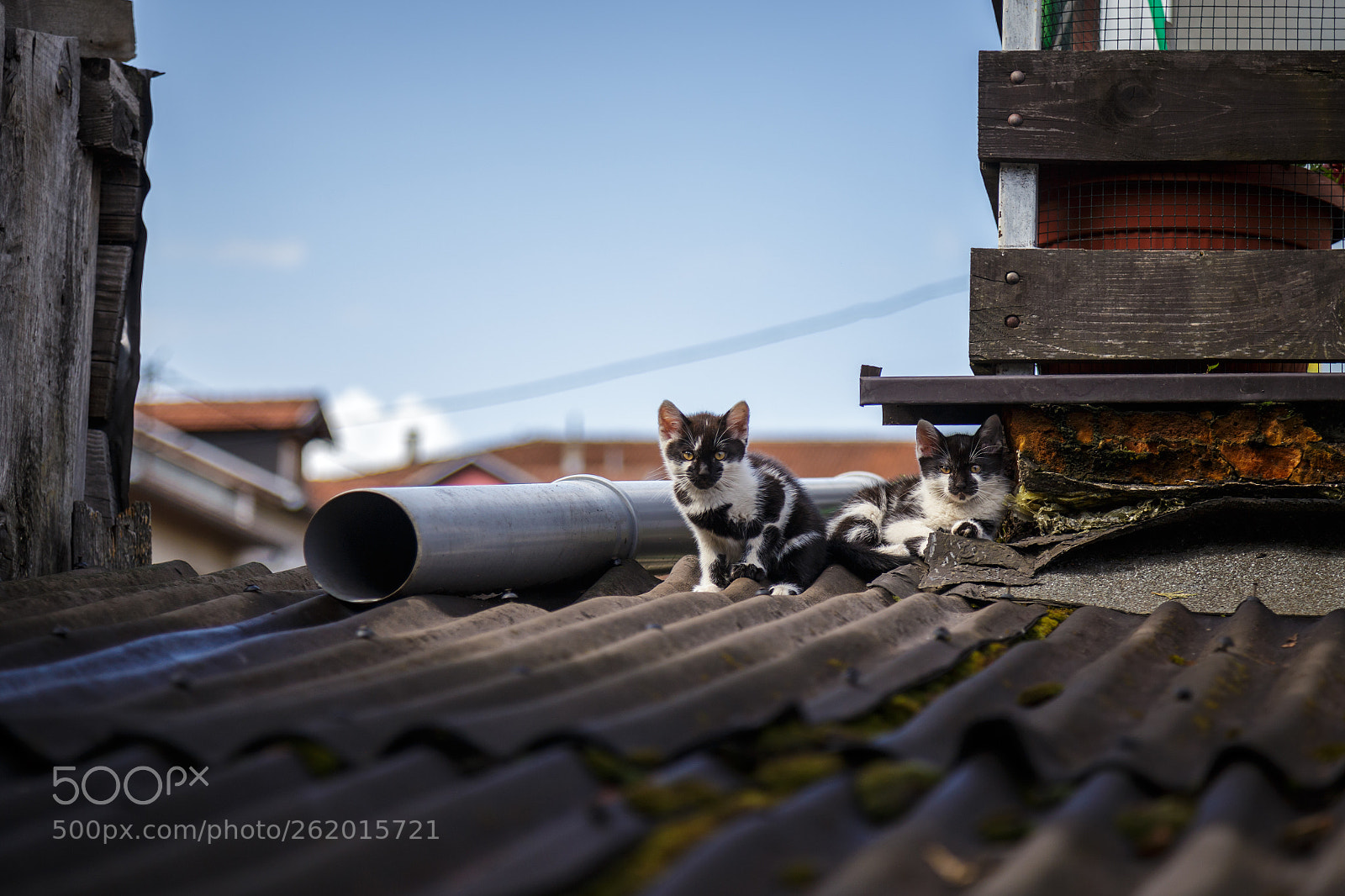 Canon EOS 6D sample photo. Cats chilling on the photography