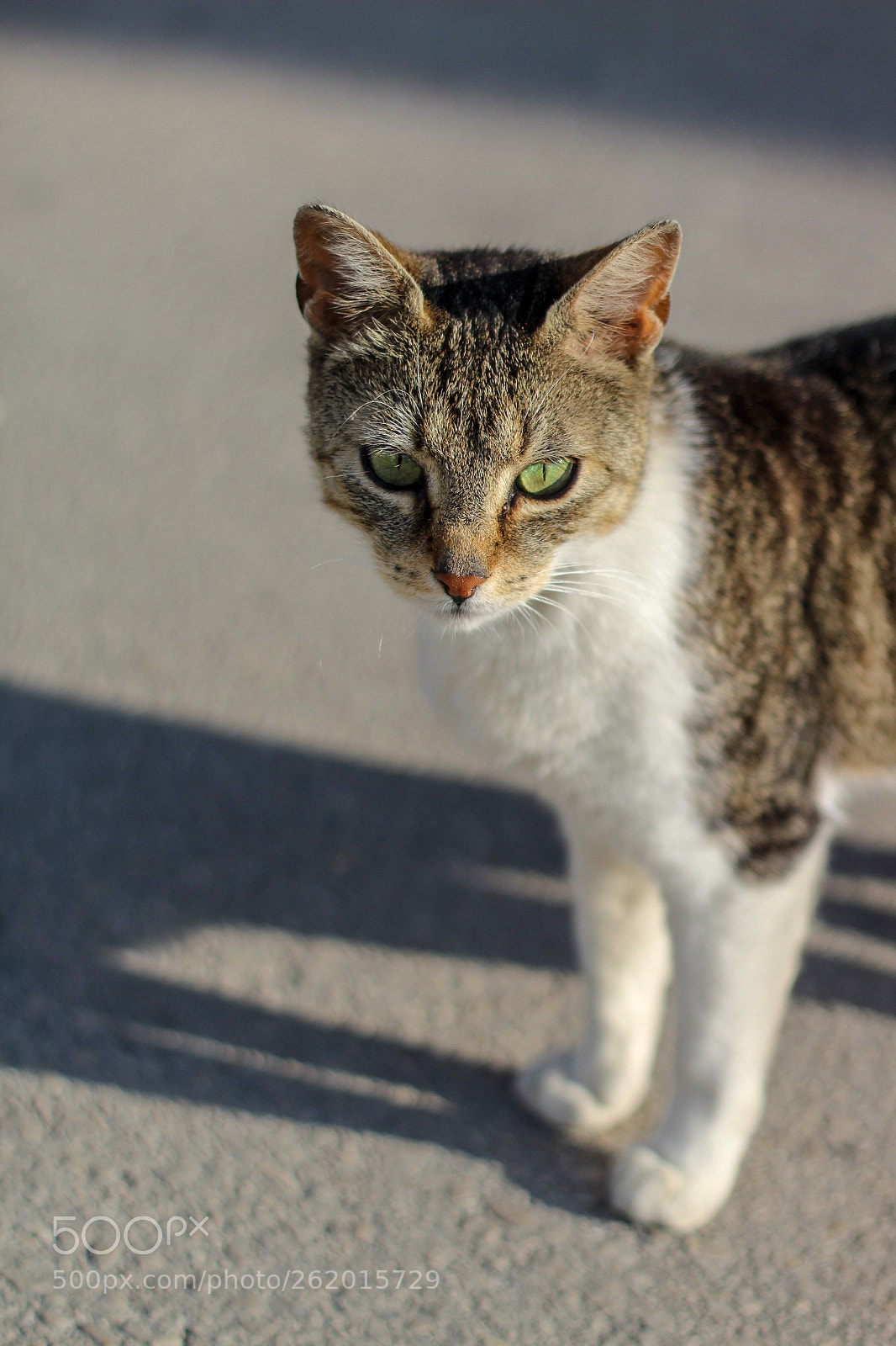 Canon EOS 1300D (EOS Rebel T6 / EOS Kiss X80) sample photo. The cat. ? photography