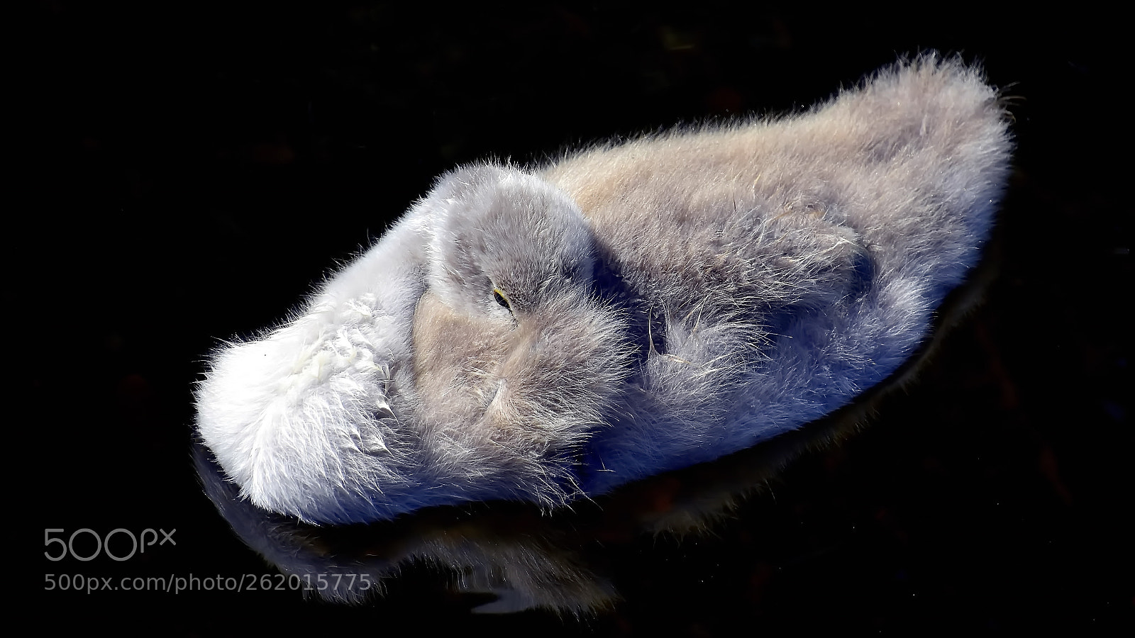 Nikon D7200 sample photo. Sleeping beauty... photography