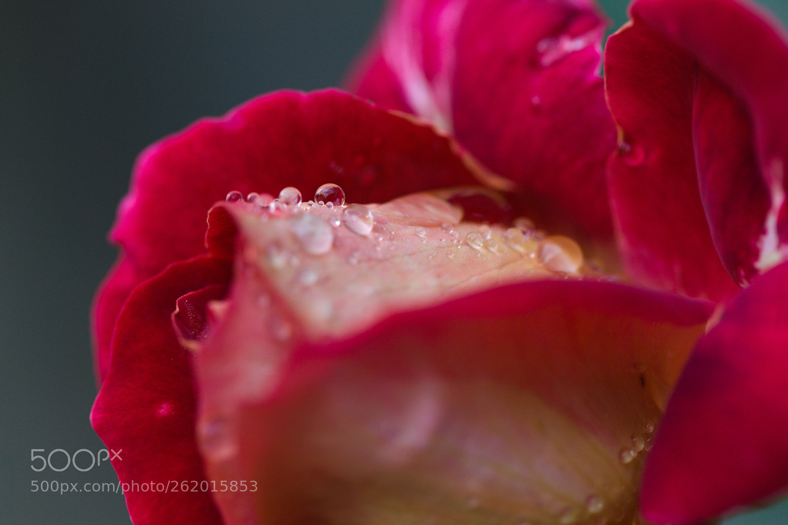 Canon EF 100mm F2.8L Macro IS USM sample photo. Bolchoi with raindrops photography