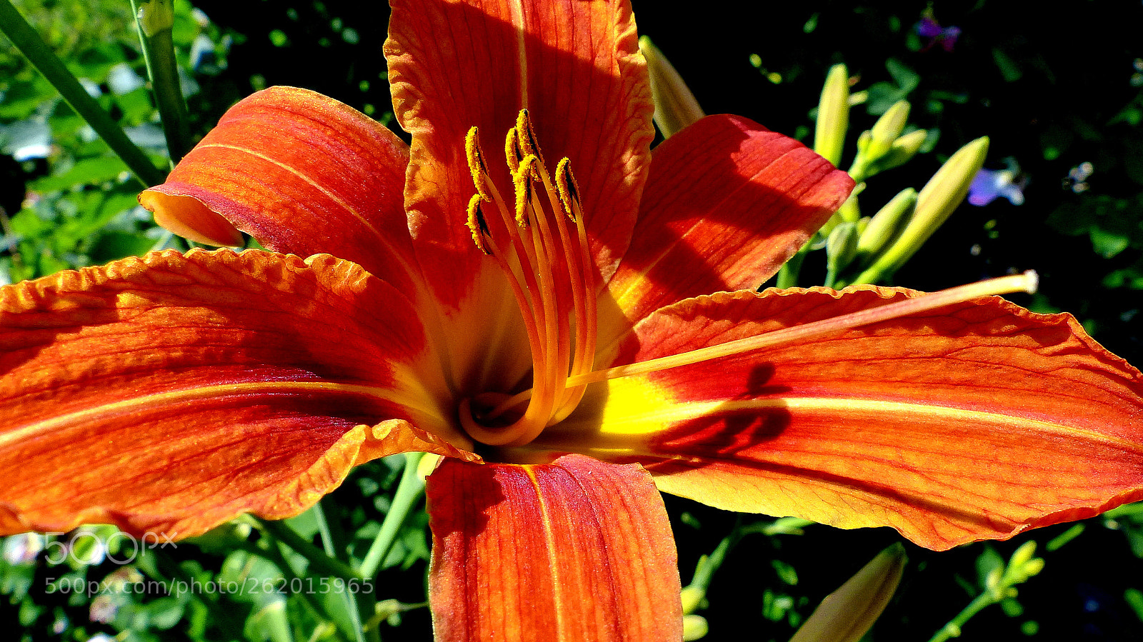 Panasonic Lumix DMC-FZ200 sample photo. Lily. photography