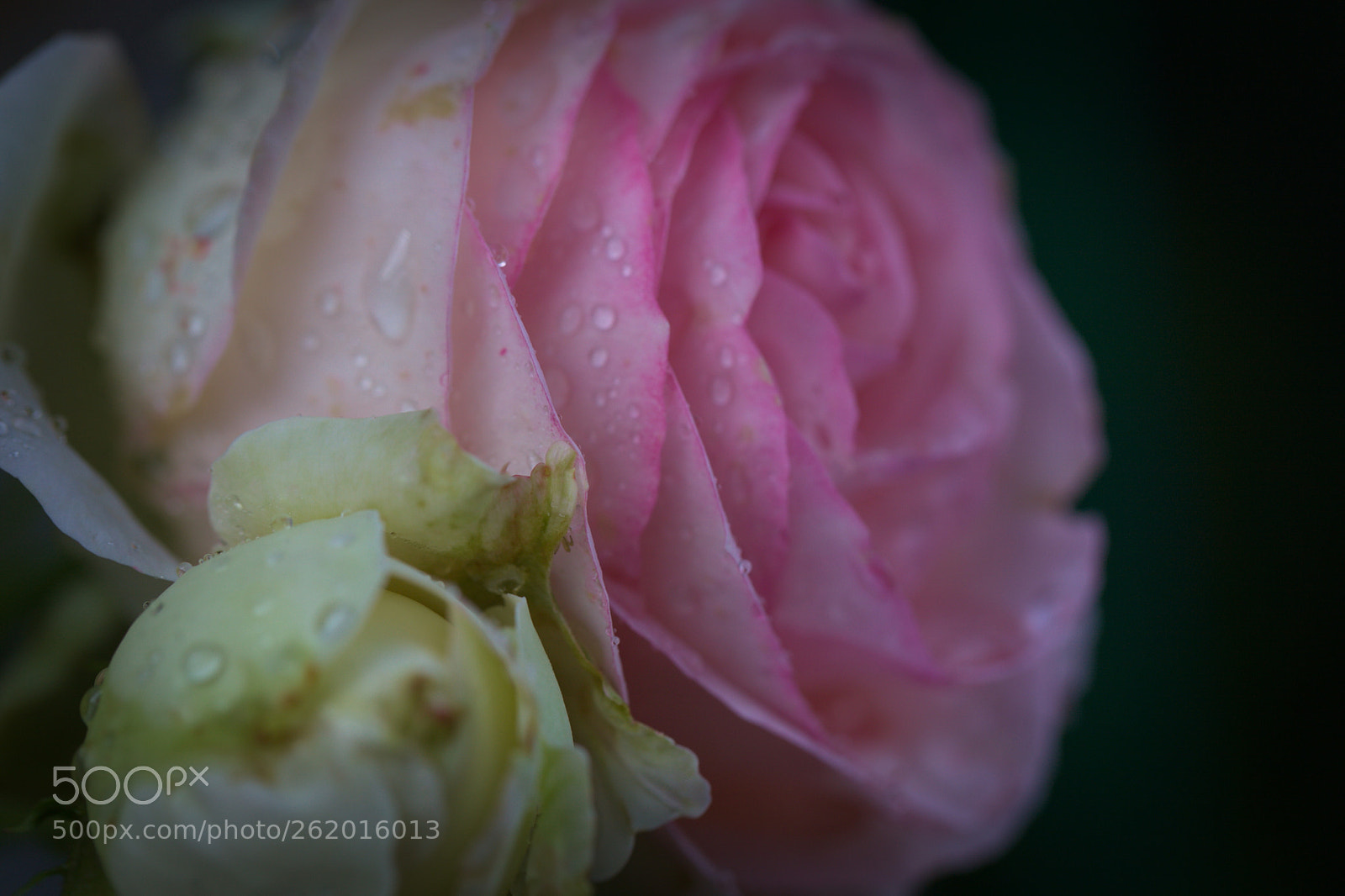 Canon EOS 5D Mark II sample photo. After the rain i photography