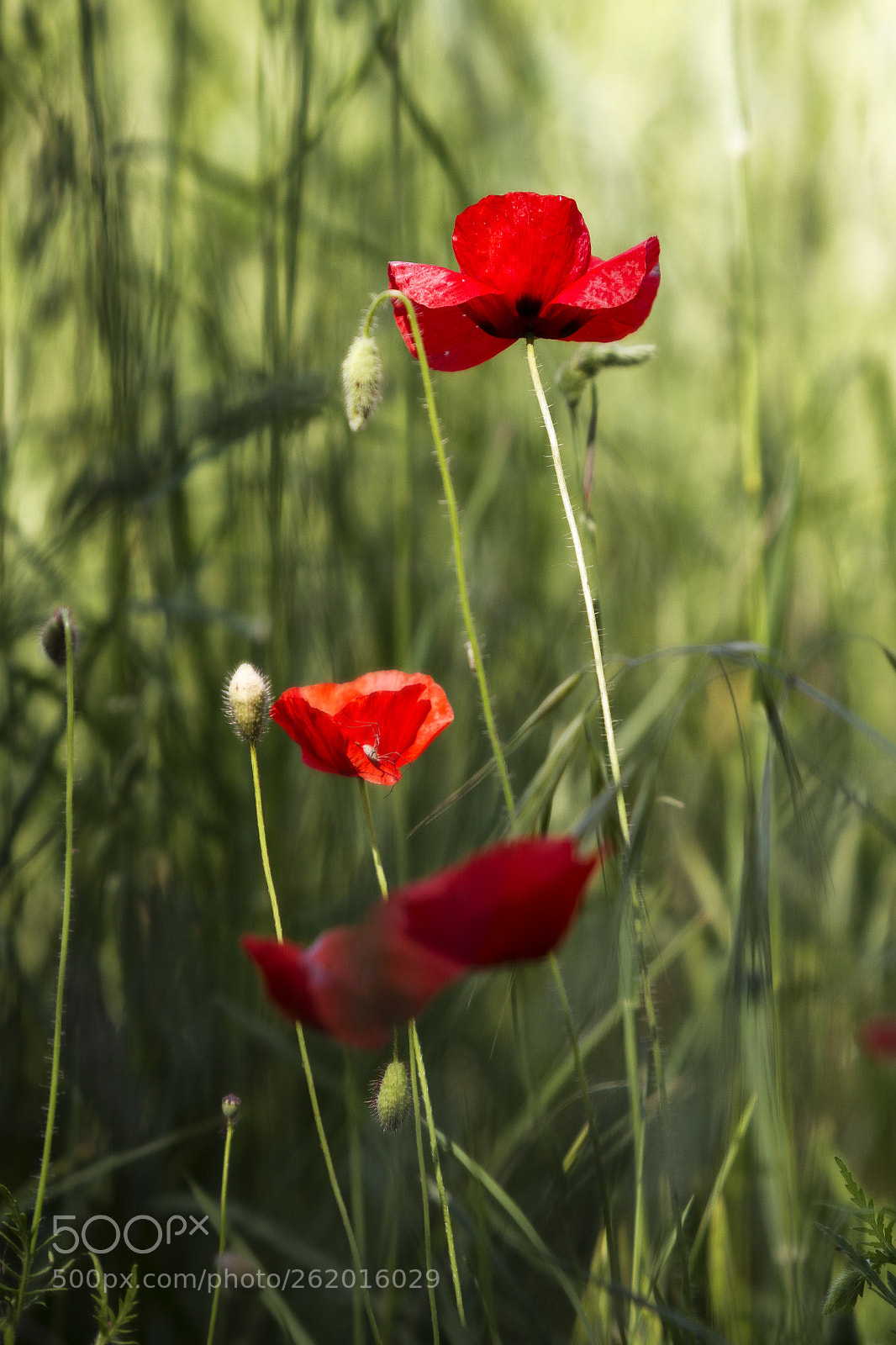 Canon EOS 7D sample photo. Red poppies in a photography