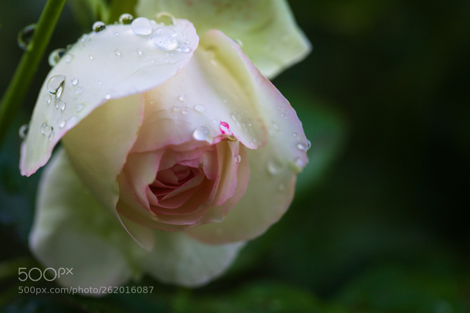 Canon EOS 5D Mark II + Canon EF 100mm F2.8L Macro IS USM sample photo. After the rain ii photography