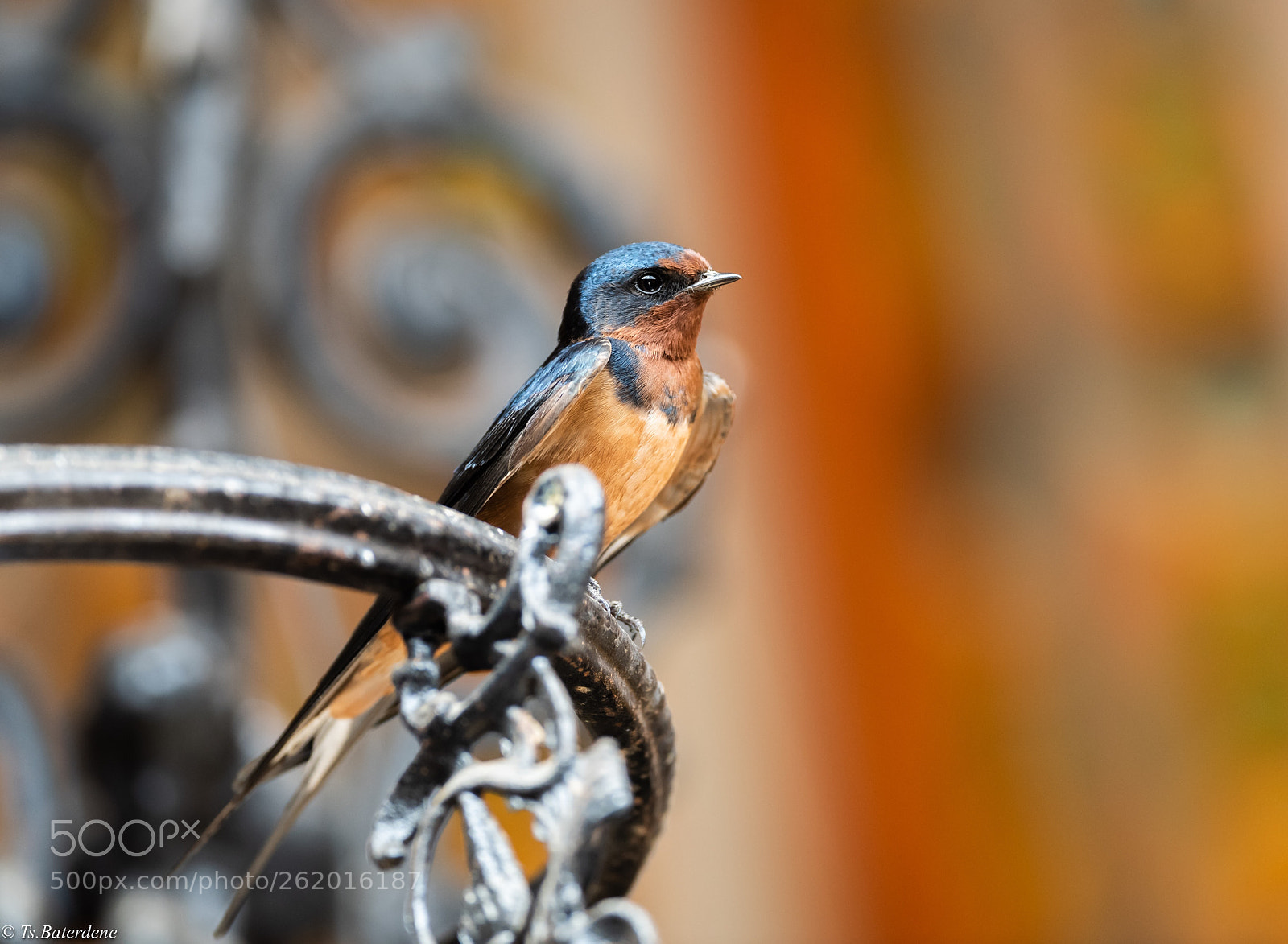 Nikon D810 sample photo. Very cute bird photography