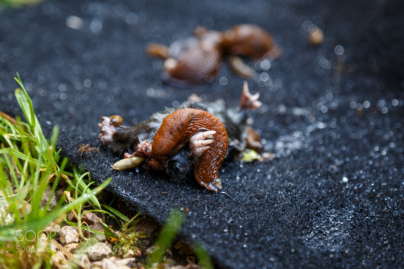 Canon EOS 6D sample photo. Mole photography