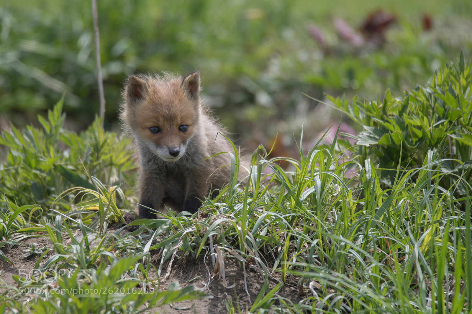 Nikon D5 sample photo. Cute foxcub photography