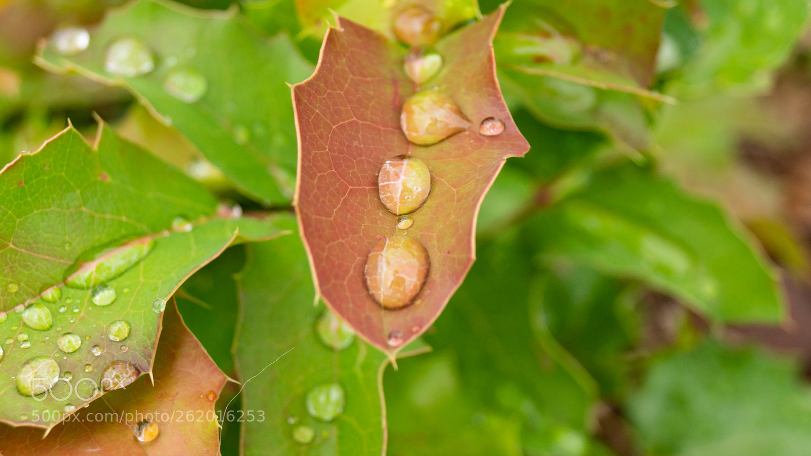 Sony SLT-A65 (SLT-A65V) sample photo. Leaf raindrops and summer photography