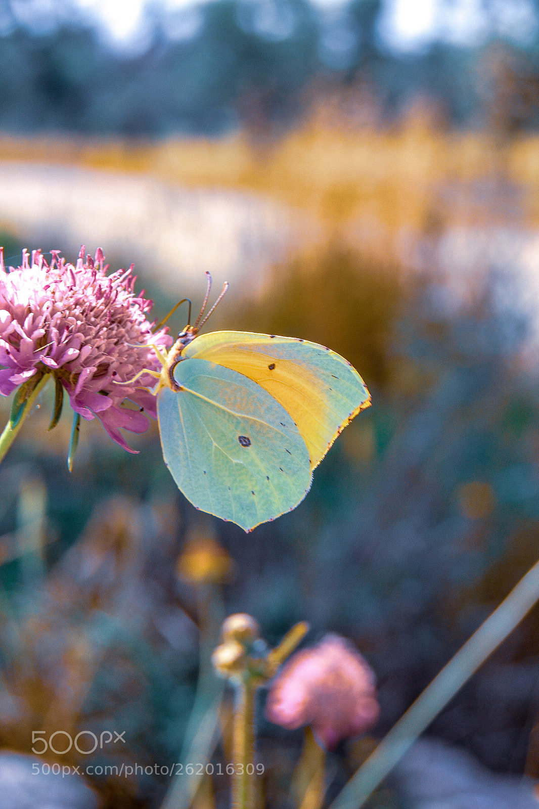 Nikon D3100 sample photo. Little friend photography