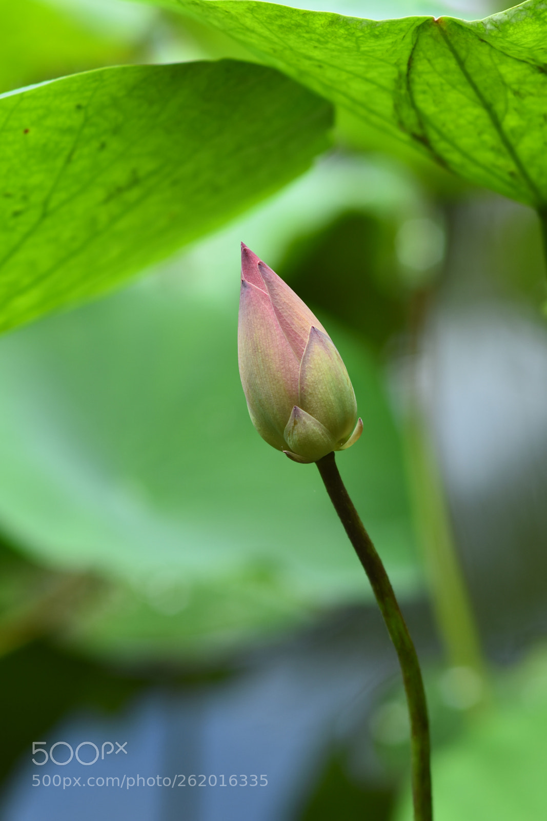 Manual Lens No CPU sample photo. Lotus photography