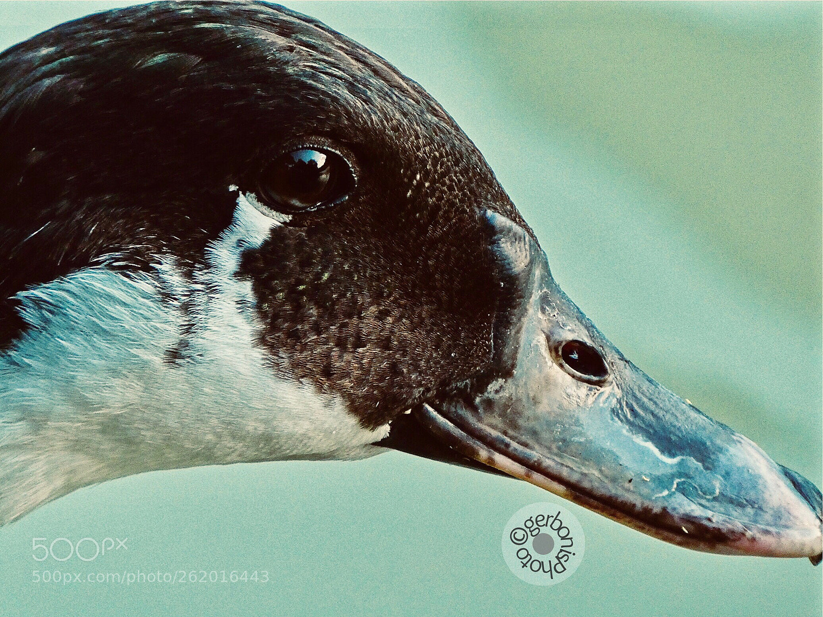 Panasonic Lumix DC-ZS70 (Lumix DC-TZ90) sample photo. Duck profile portrait photography