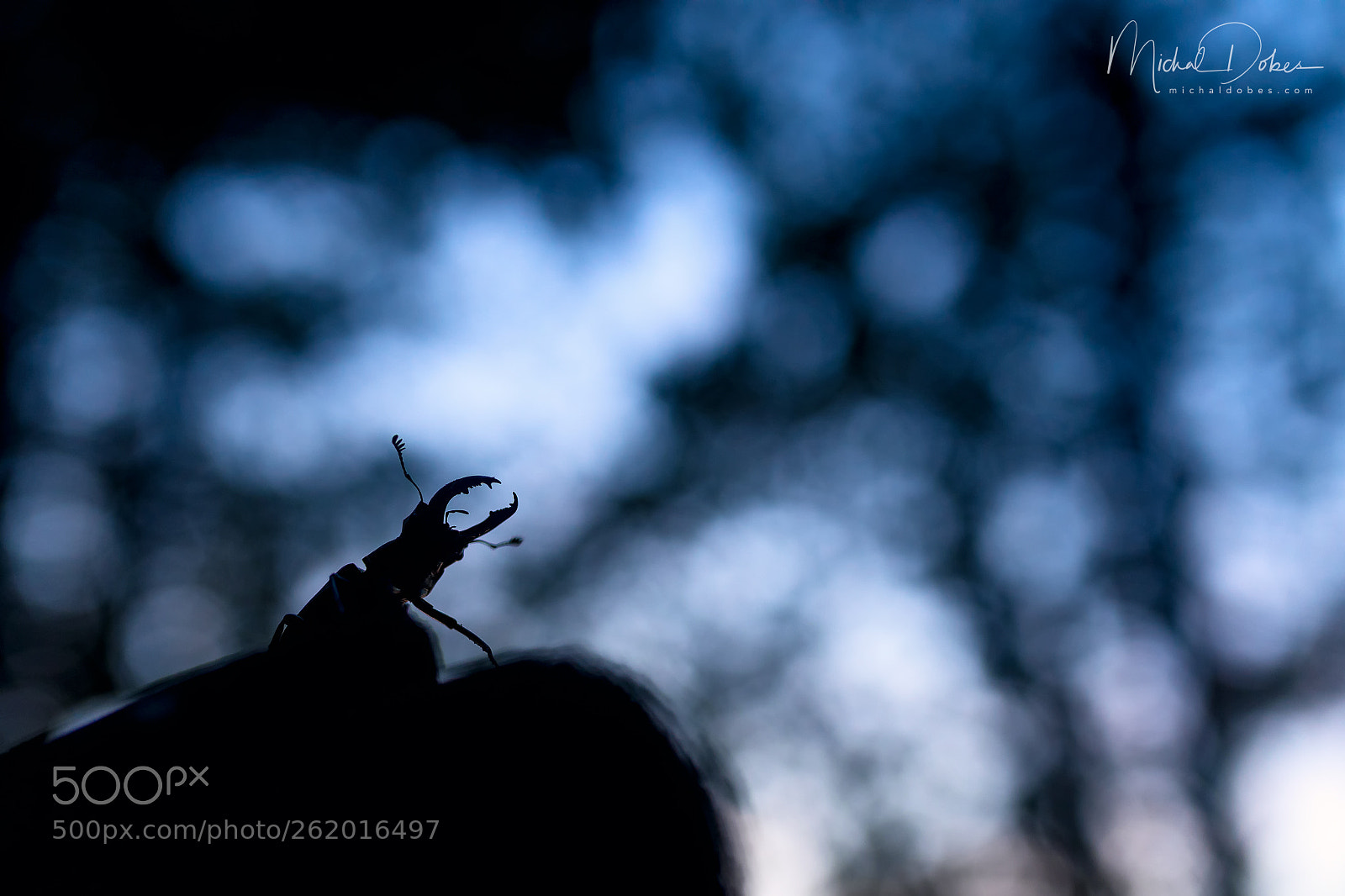 Canon EOS 5D Mark IV sample photo. Vibrant shadows photography