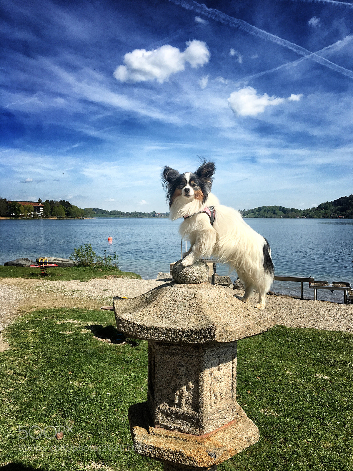 Apple iPhone 6s sample photo. Papillon dog photography