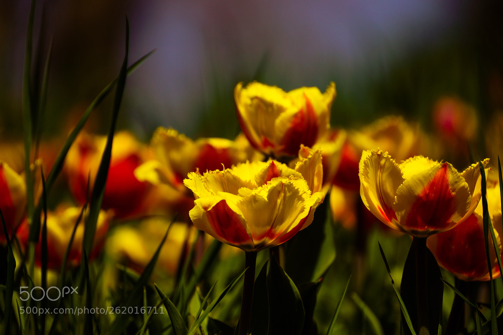 Sony SLT-A77 sample photo. Colors photography