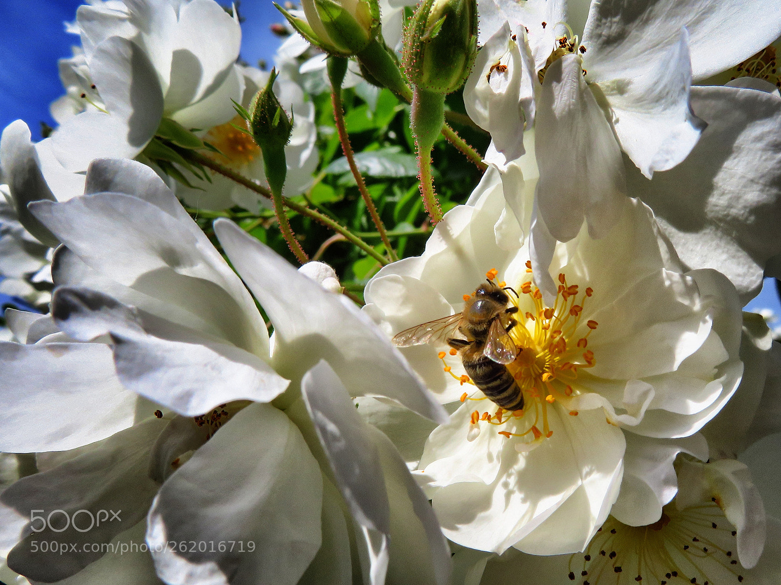 Canon PowerShot SX720 HS sample photo. Just at work. photography