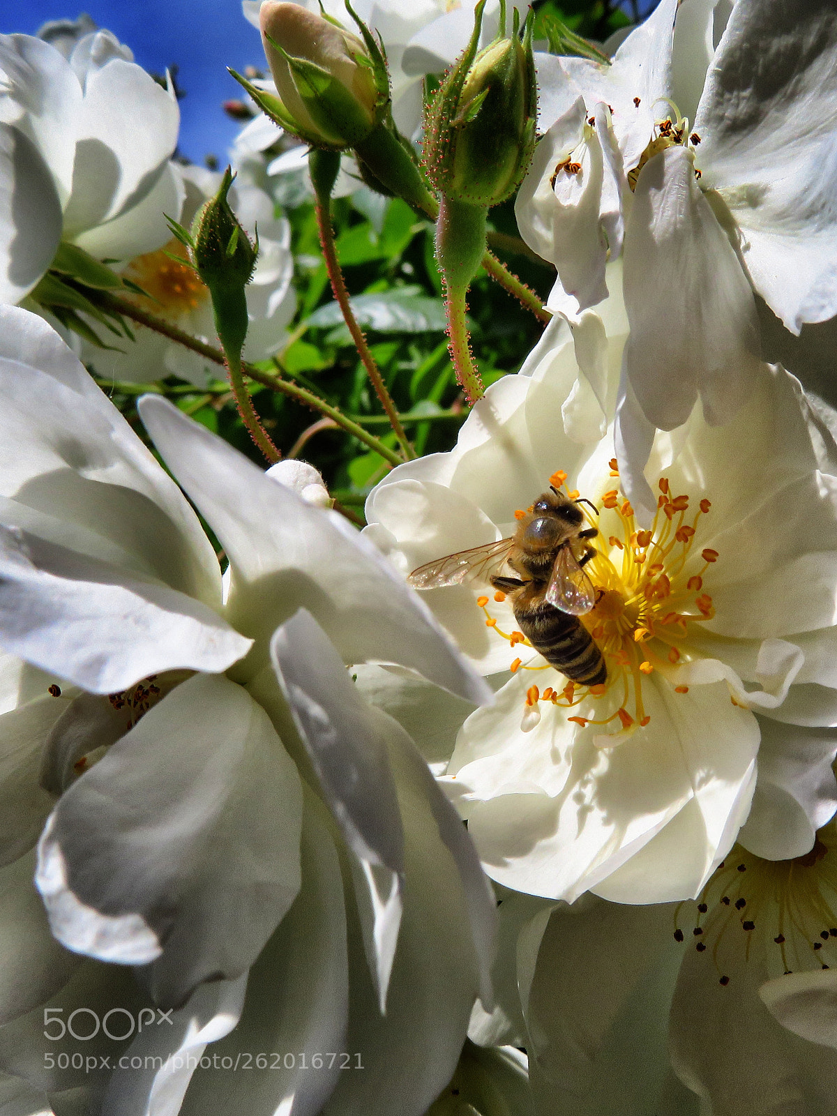 Canon PowerShot SX720 HS sample photo. Just at work. photography