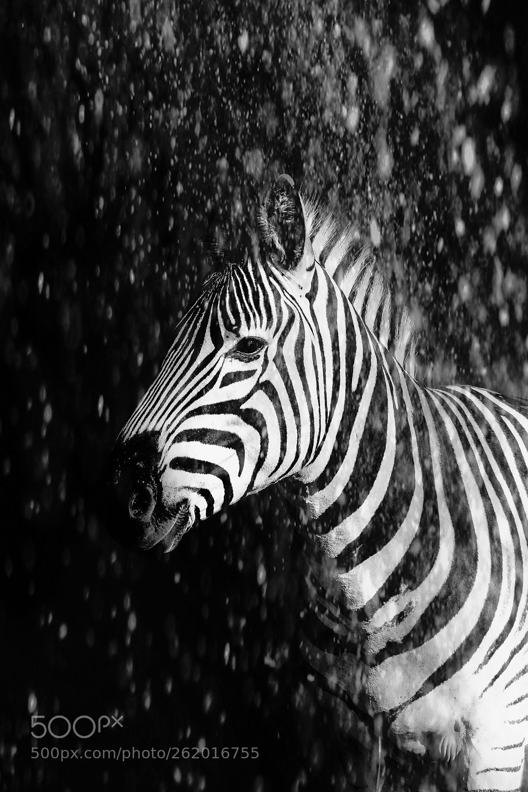 Canon EOS 7D Mark II sample photo. Zebra photography