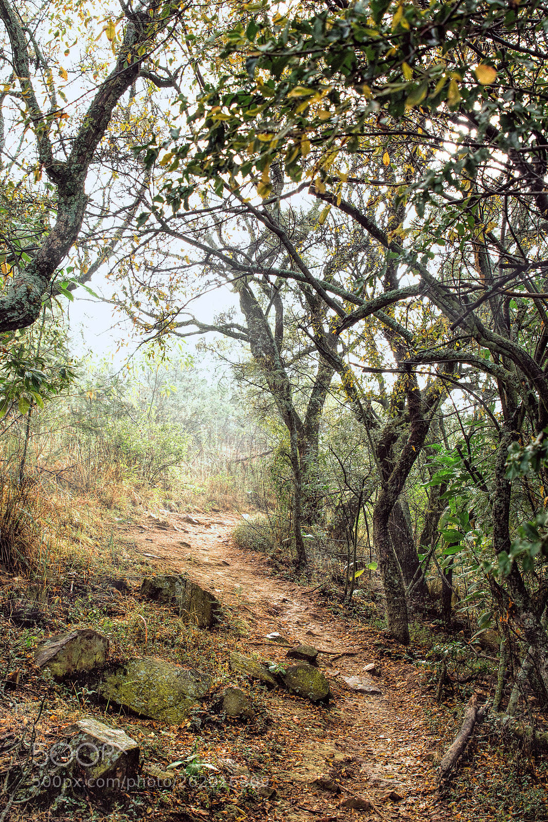 Canon EOS 7D Mark II sample photo. Misty morning photography