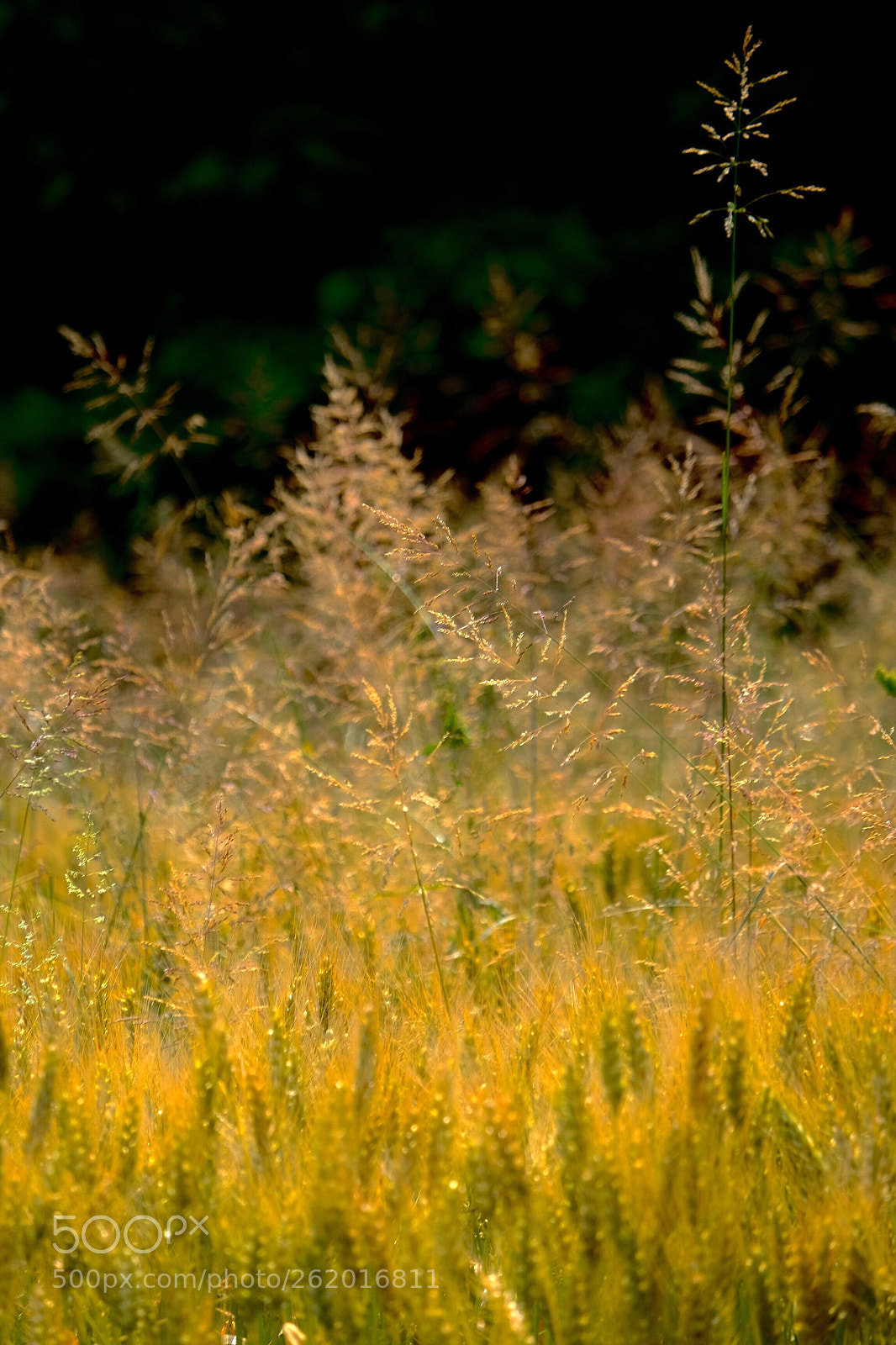 Fujifilm X-T1 sample photo. Golden photography