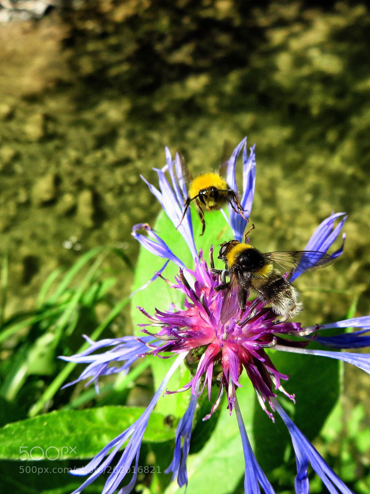 Canon PowerShot SX720 HS sample photo. Just at work. photography