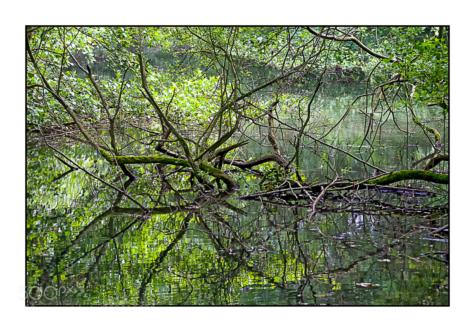 Nikon D7000 sample photo. Chao de verdure. photography