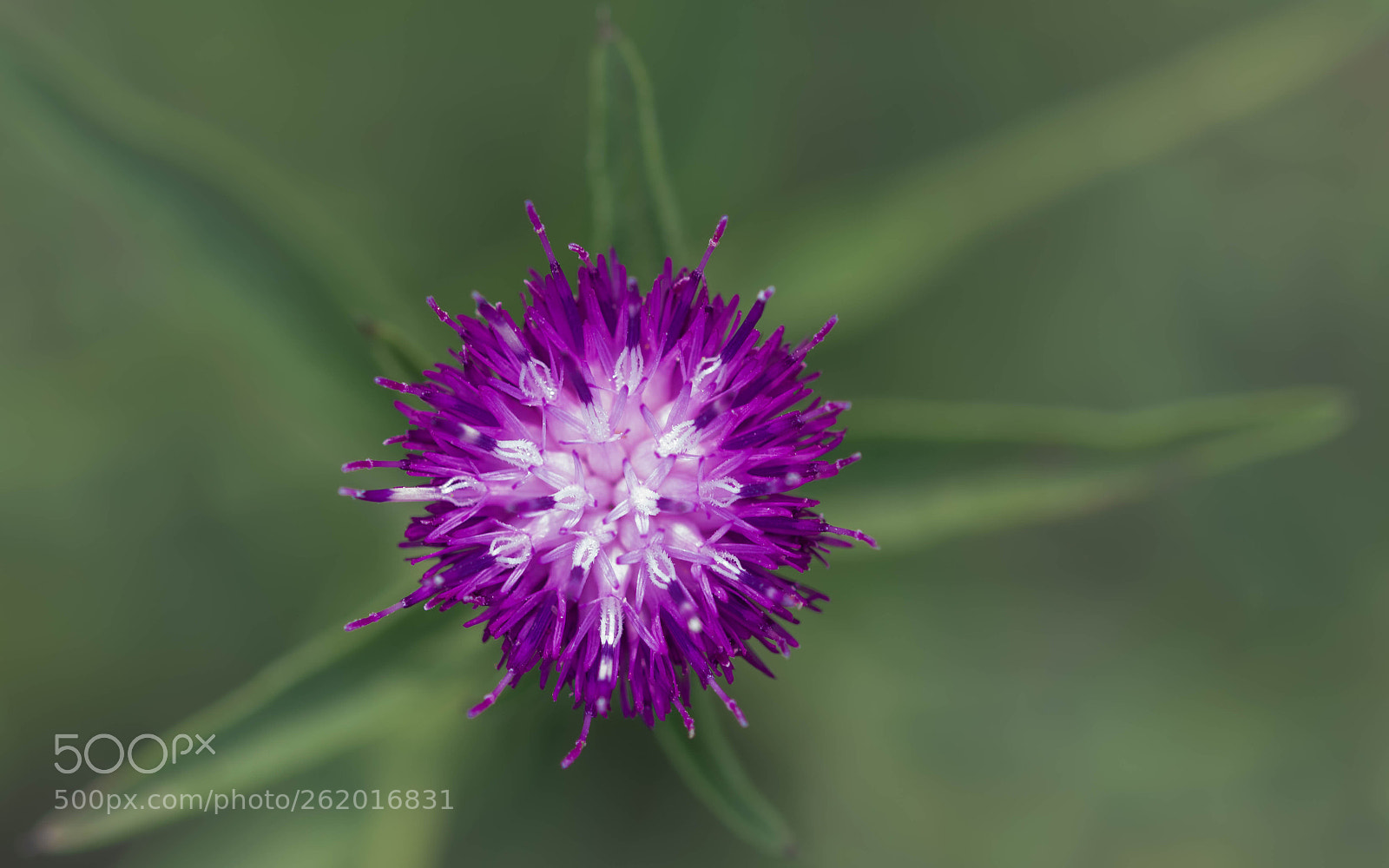 Nikon D5300 sample photo. Centaurea jacea photography