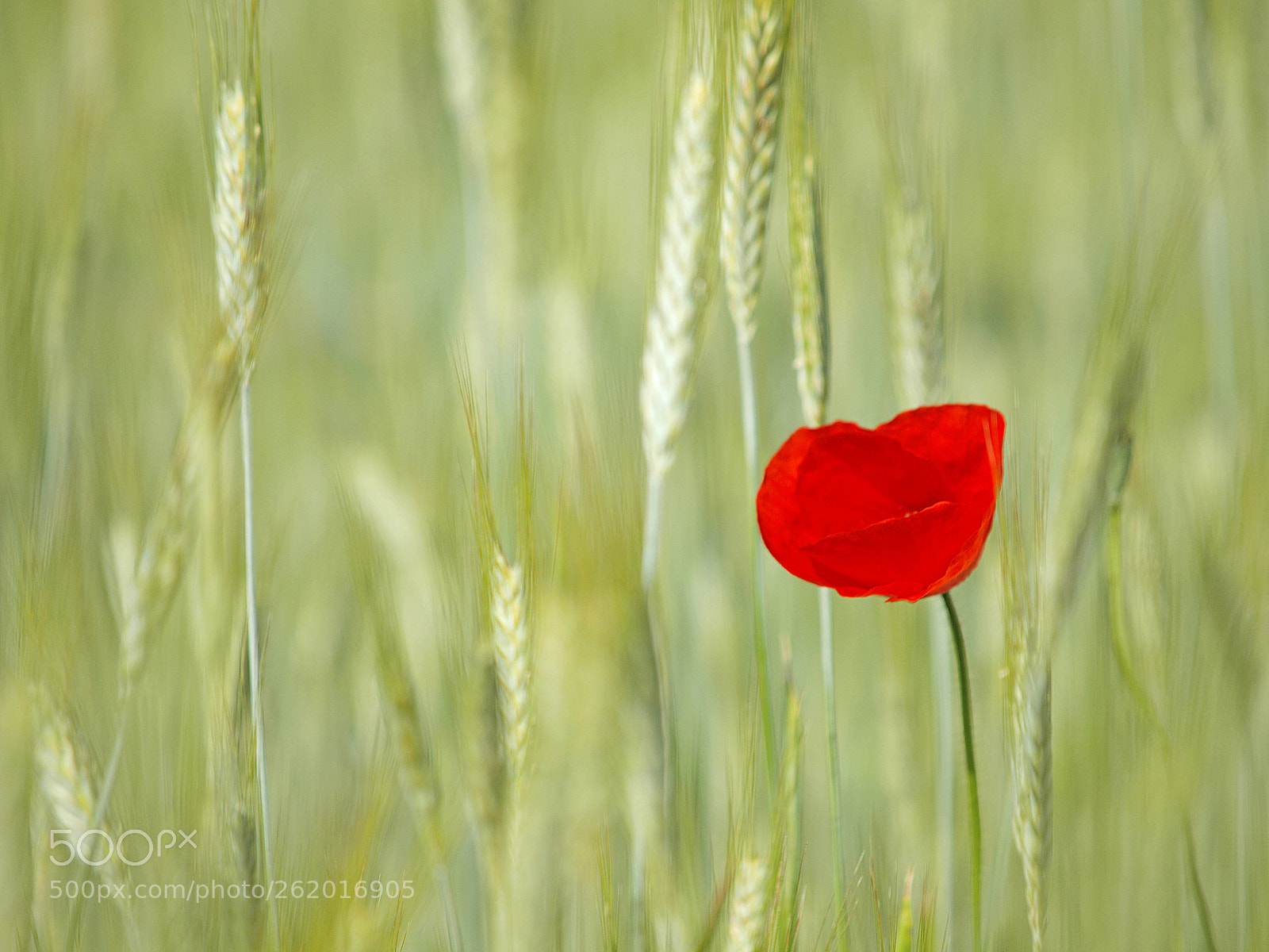 Olympus E-30 sample photo. Dorados photography