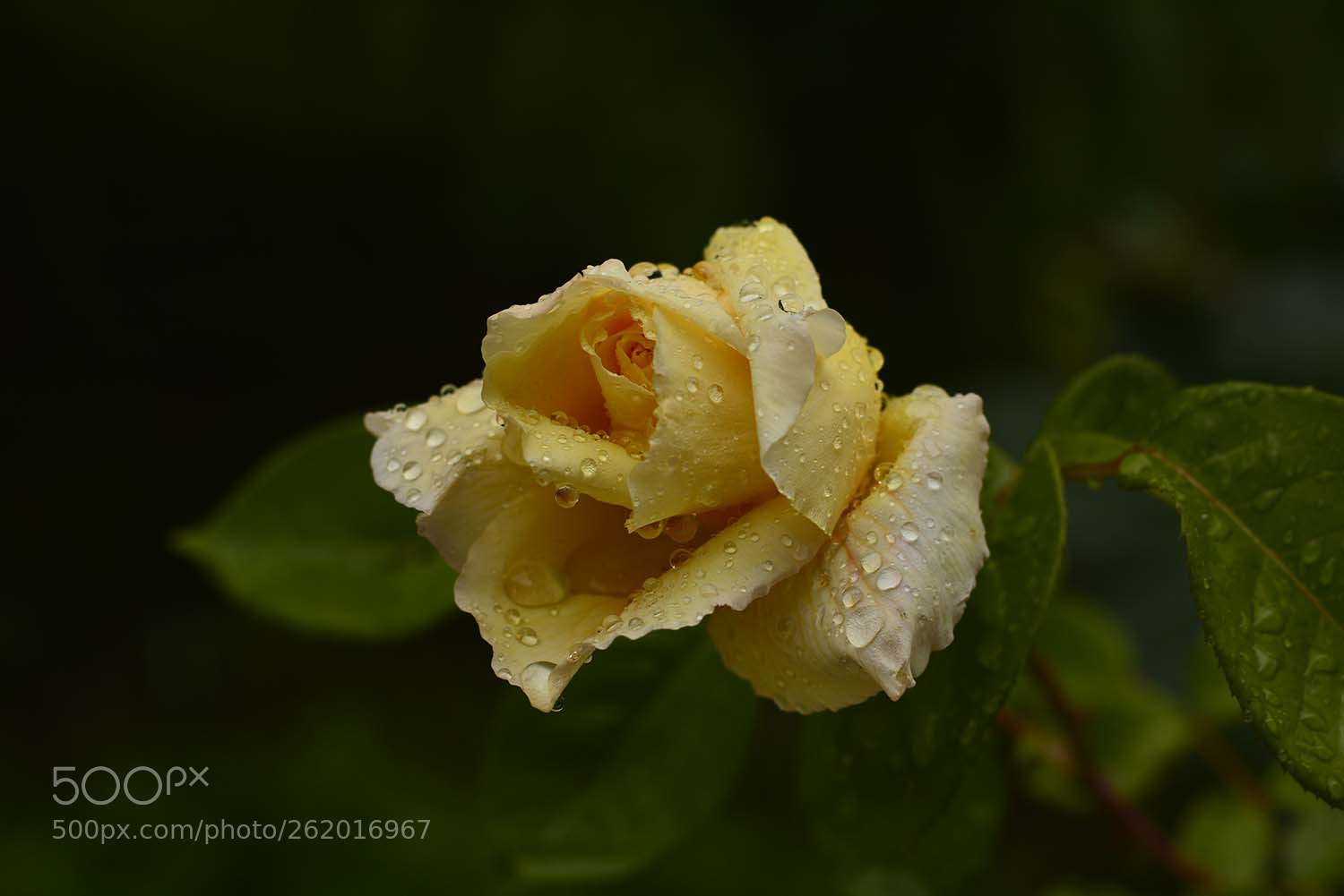 Nikon D7100 sample photo. Untitled photography