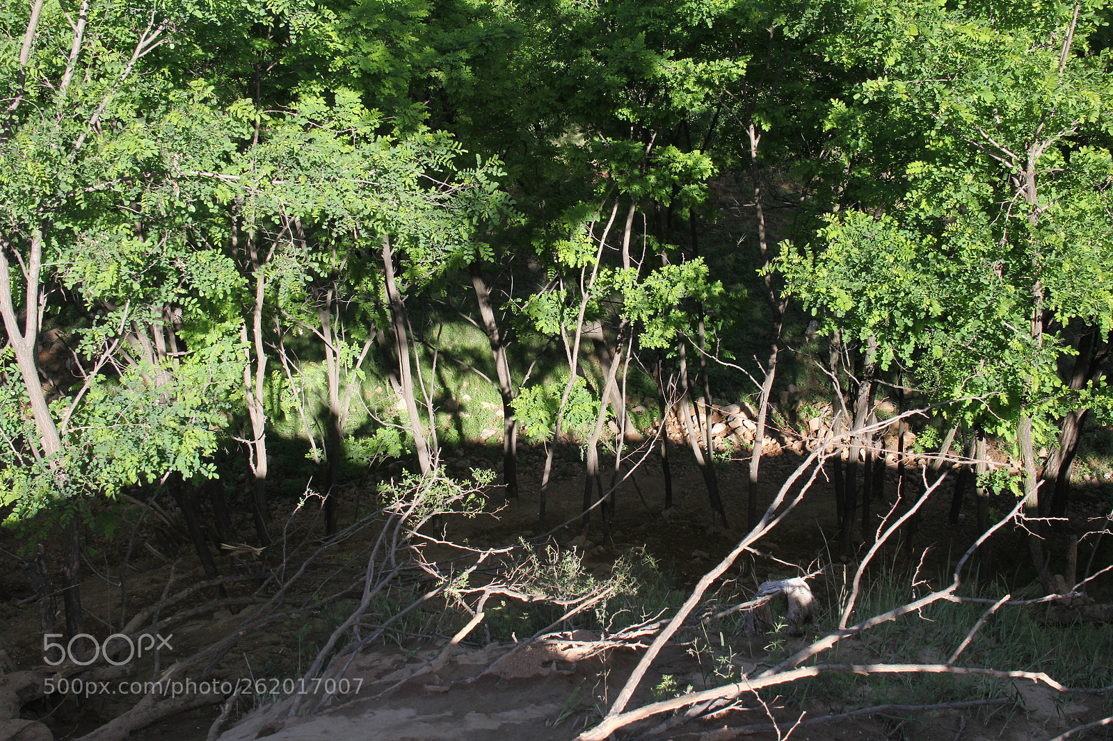 Canon EF-S 18-135mm F3.5-5.6 IS sample photo. 自然的伤 photography