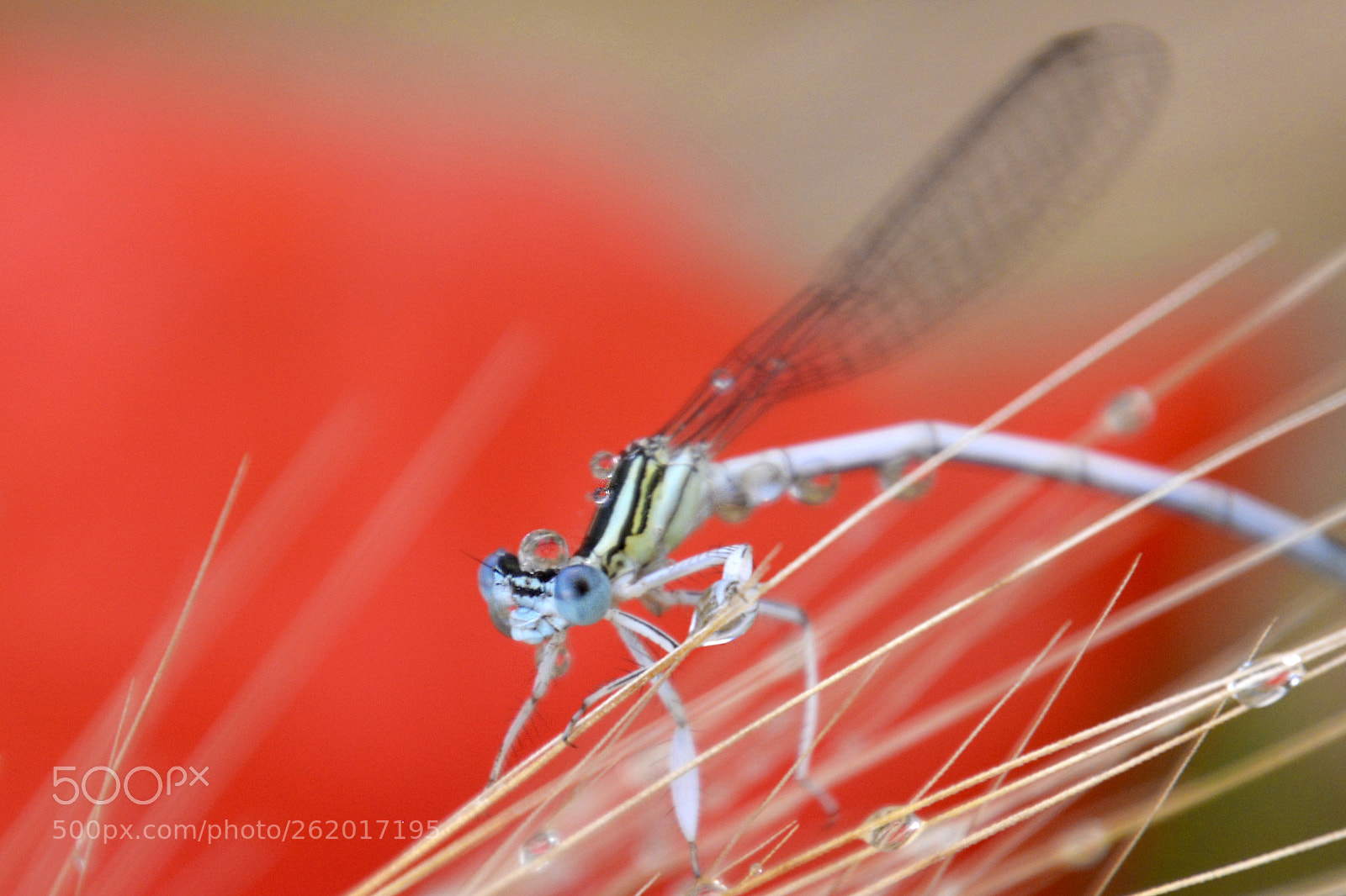 Nikon D5200 sample photo. Rainy day photography