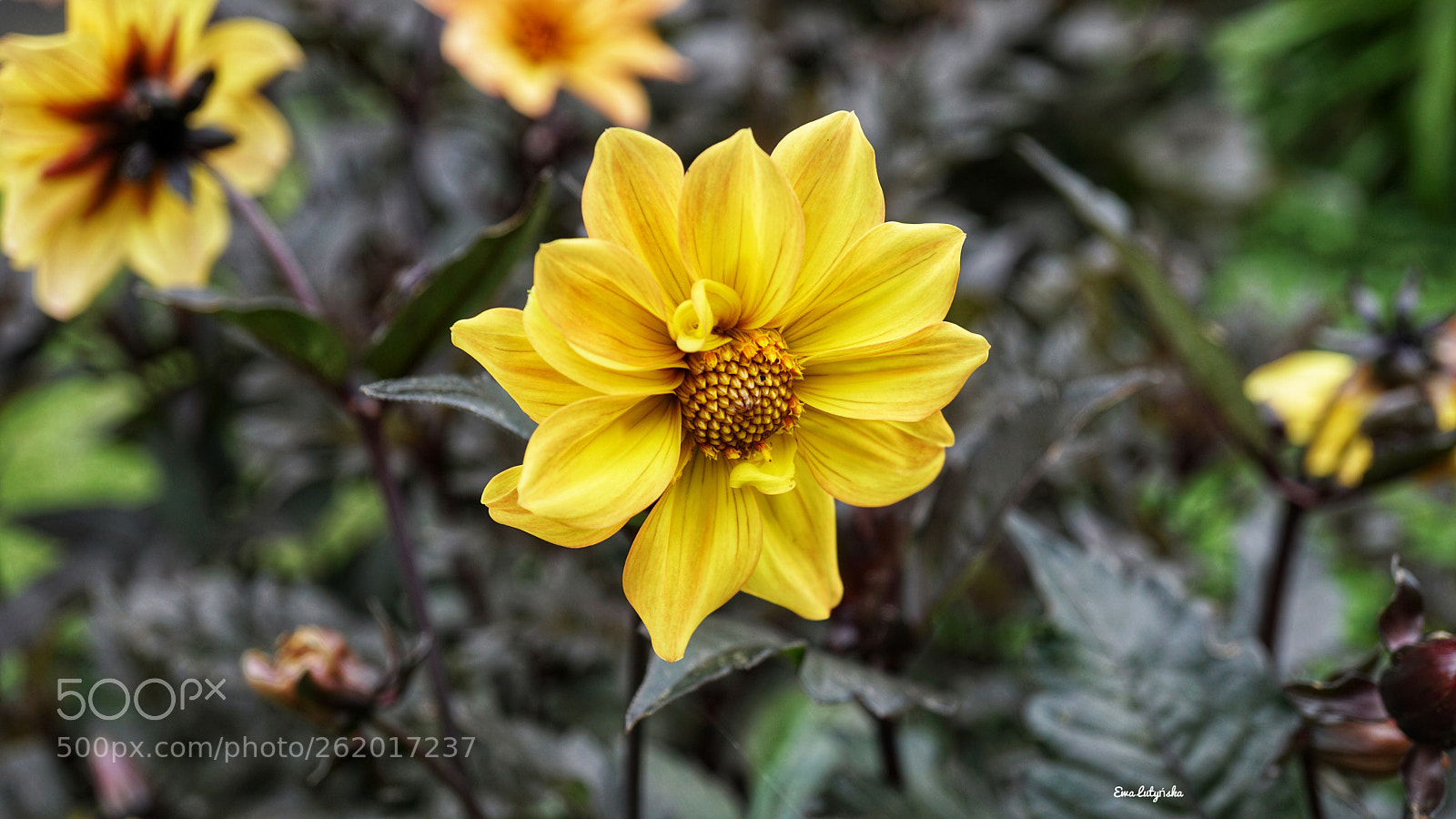 Sony a6000 sample photo. Dahlia  photography