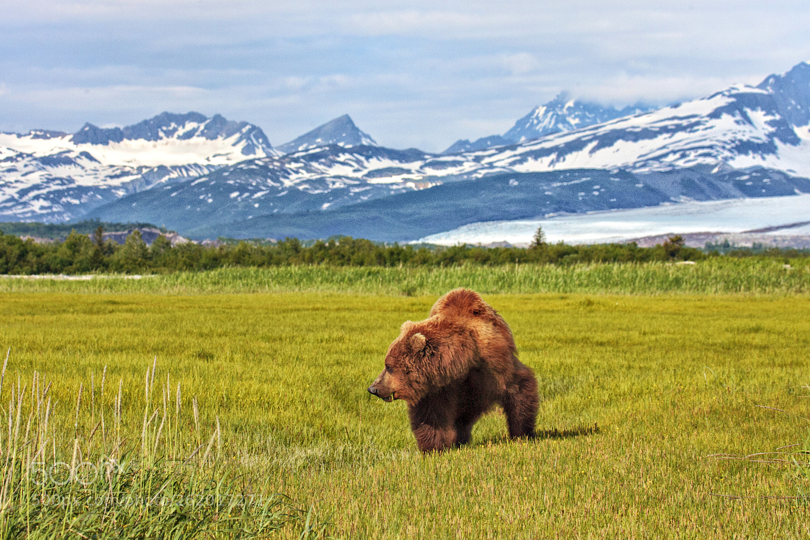 Canon EOS-1D Mark II N sample photo. Katmai brown bear photography