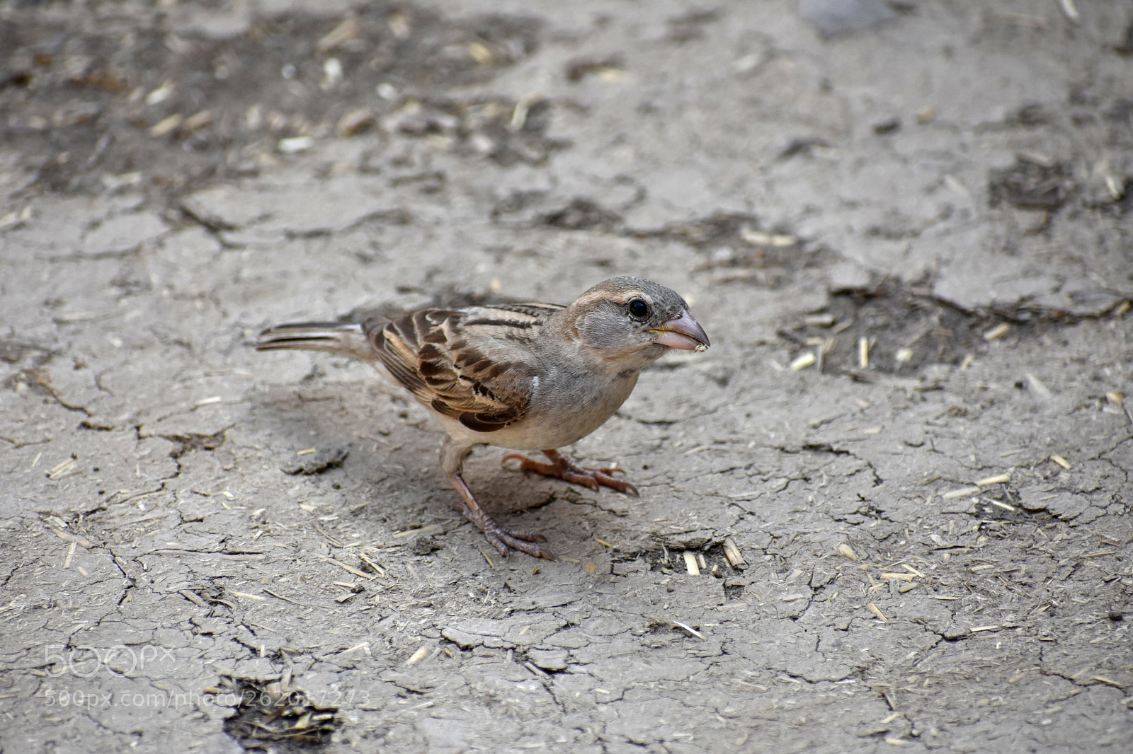 Nikon D3400 sample photo. Sparrow-1 photography