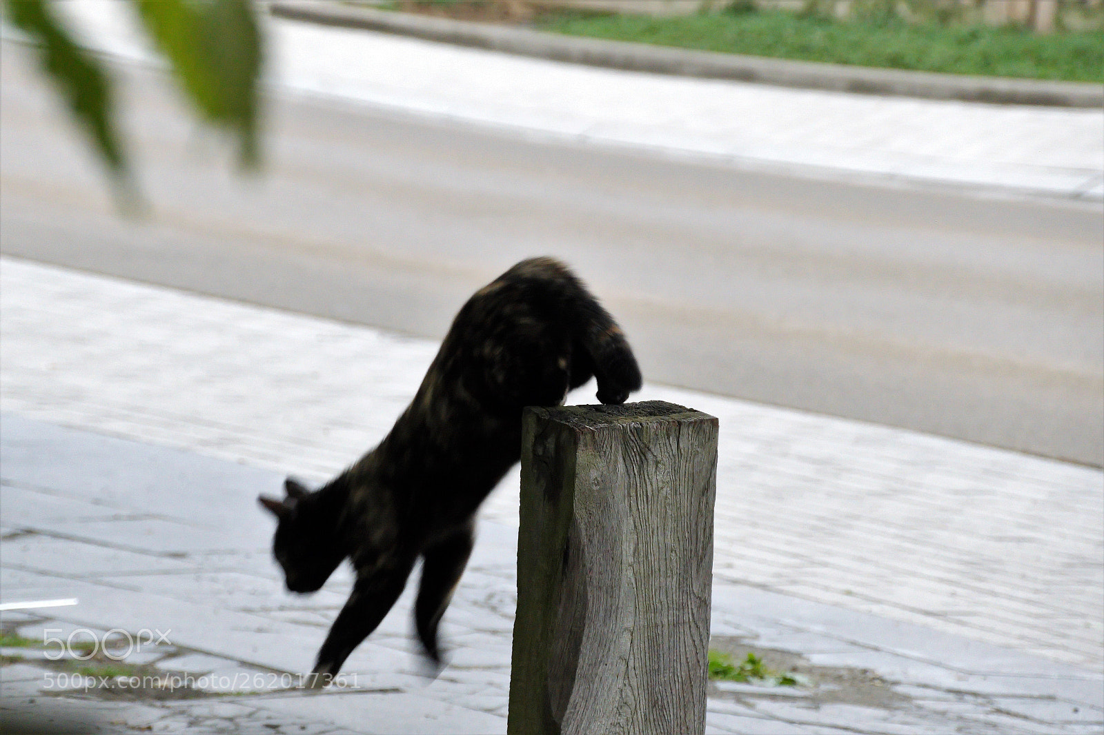 Panasonic Lumix DMC-FZ1000 sample photo. () photography