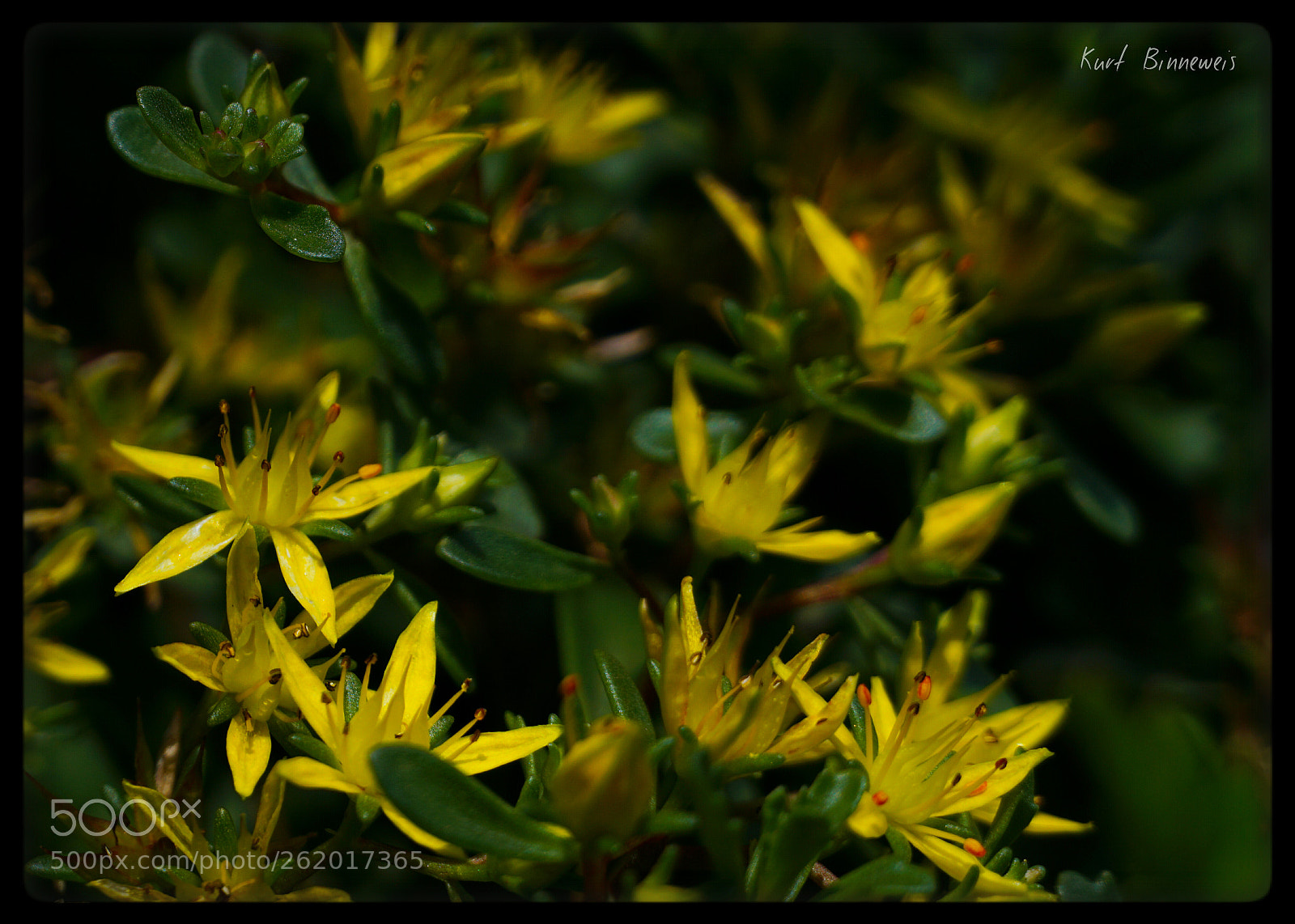 Sony a6000 sample photo. Very small blossoms photography