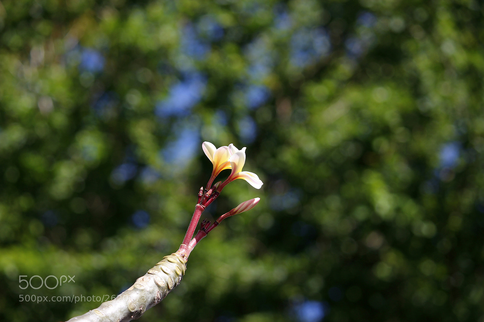 Canon EOS 600D (Rebel EOS T3i / EOS Kiss X5) sample photo. Frangipanier photography