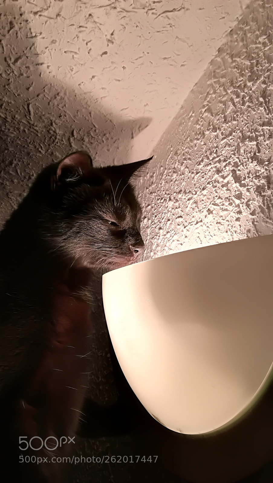 HUAWEI P10 lite sample photo. Little black cat photography