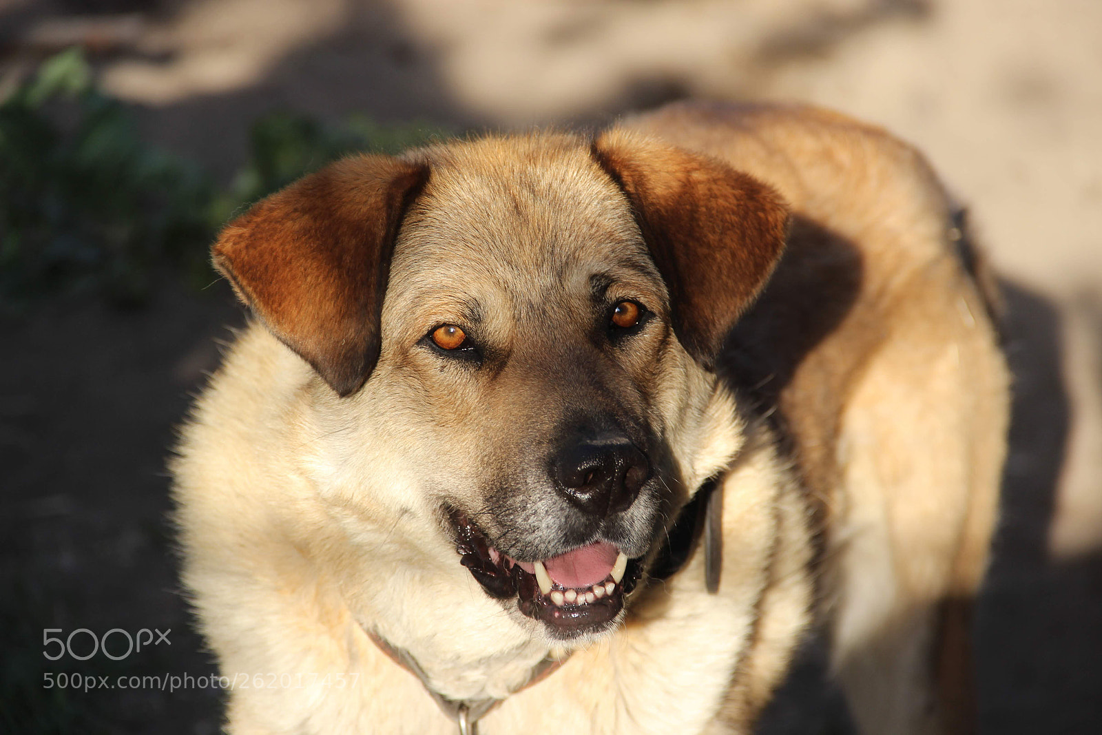Canon EOS 600D (Rebel EOS T3i / EOS Kiss X5) sample photo. Dog photography