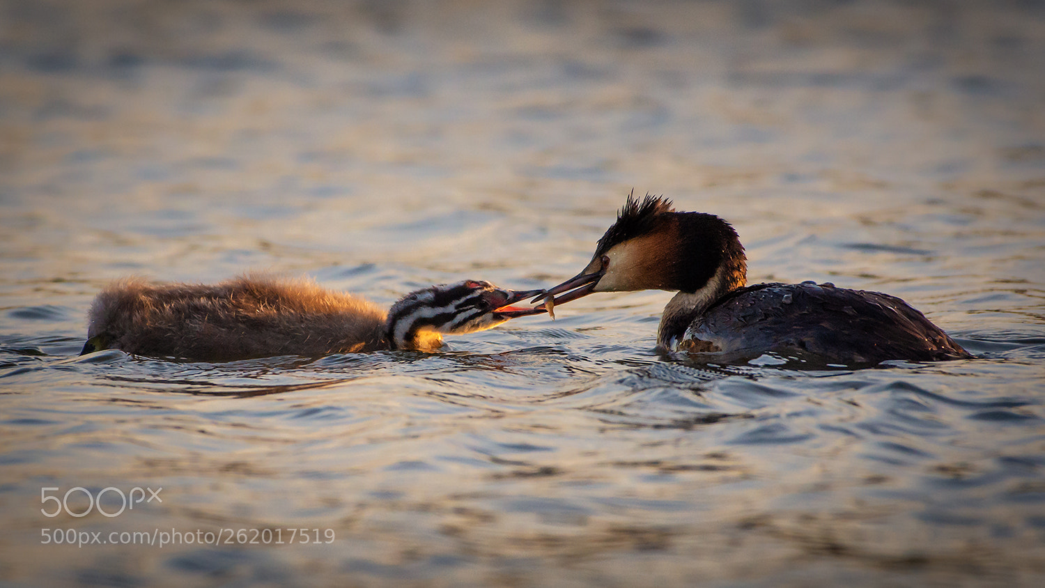 Nikon D7200 sample photo. Grebe feeding young photography
