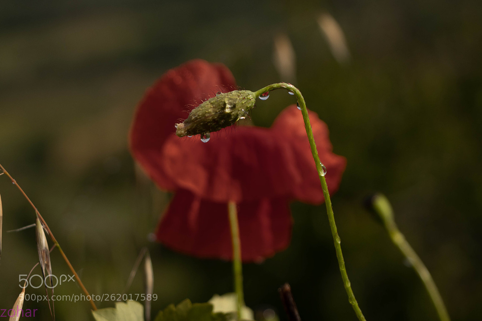 Canon EOS 80D sample photo. Flower in tuscani photography