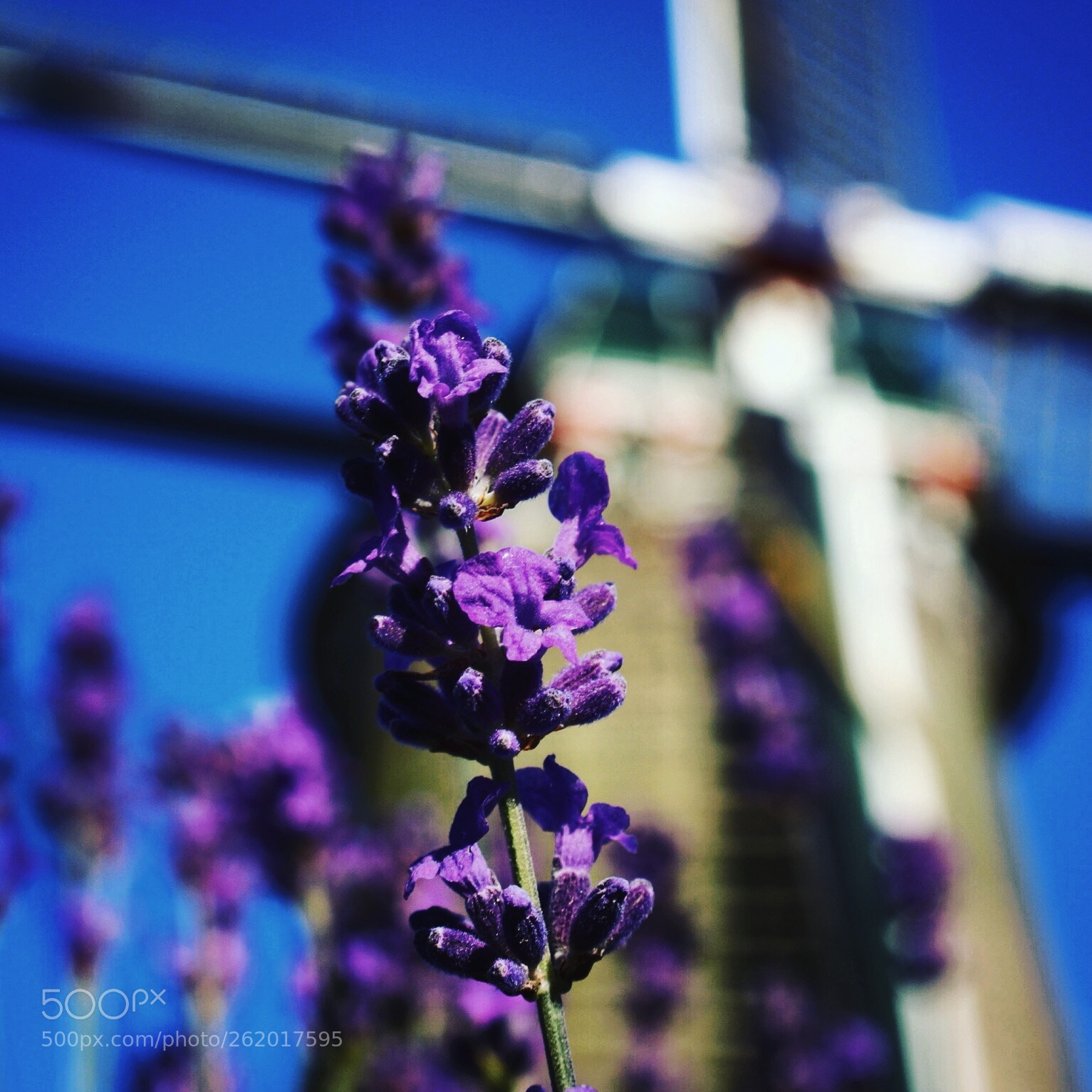 Canon EOS 100D (EOS Rebel SL1 / EOS Kiss X7) sample photo. Netherland windmill photography