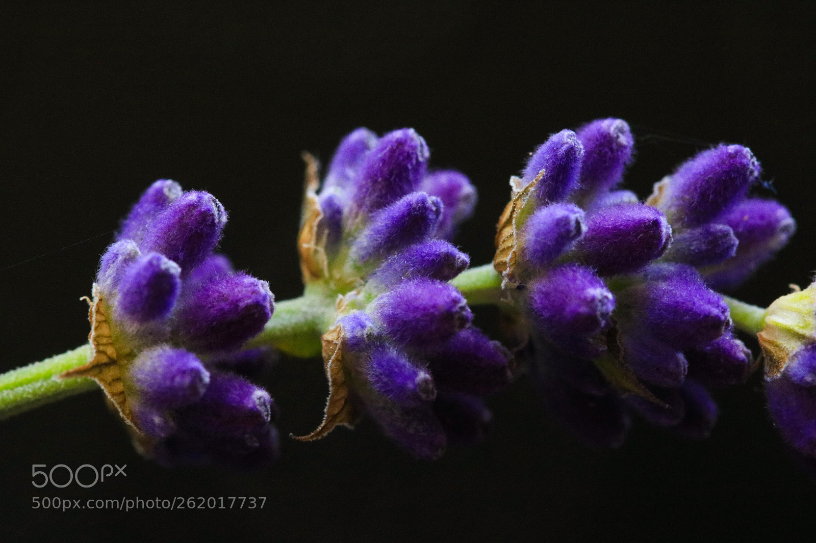Canon EOS 750D (EOS Rebel T6i / EOS Kiss X8i) sample photo. Violet pillows photography