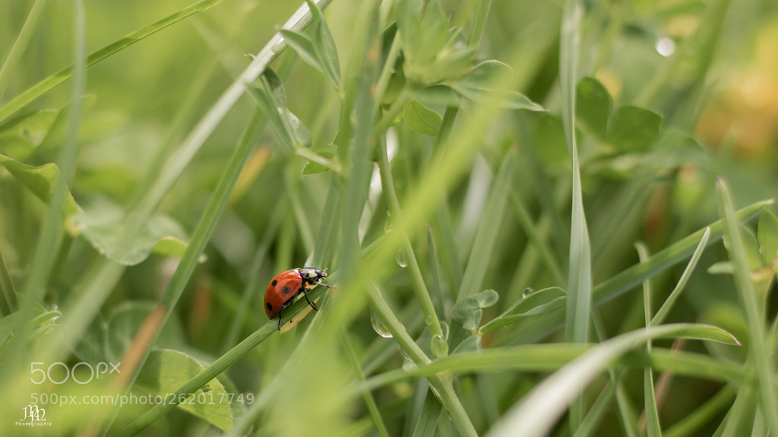 Canon EOS 750D (EOS Rebel T6i / EOS Kiss X8i) sample photo. Coccinelle photography