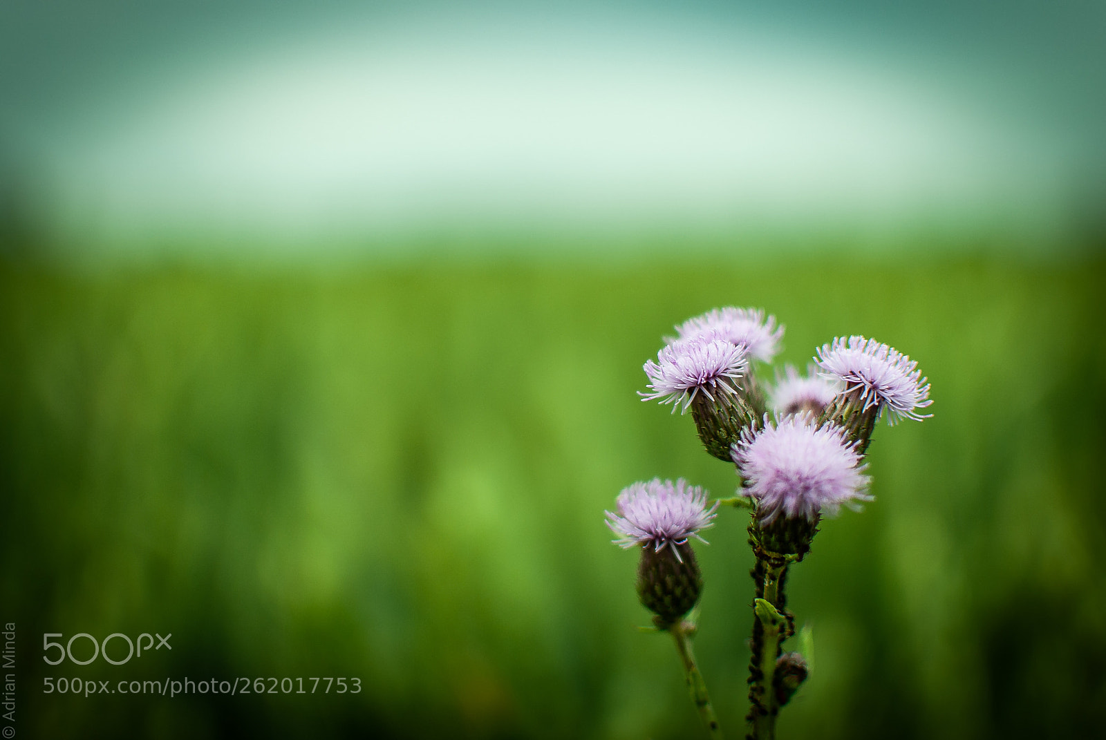 Nikon D3000 sample photo. Pink flower field photography