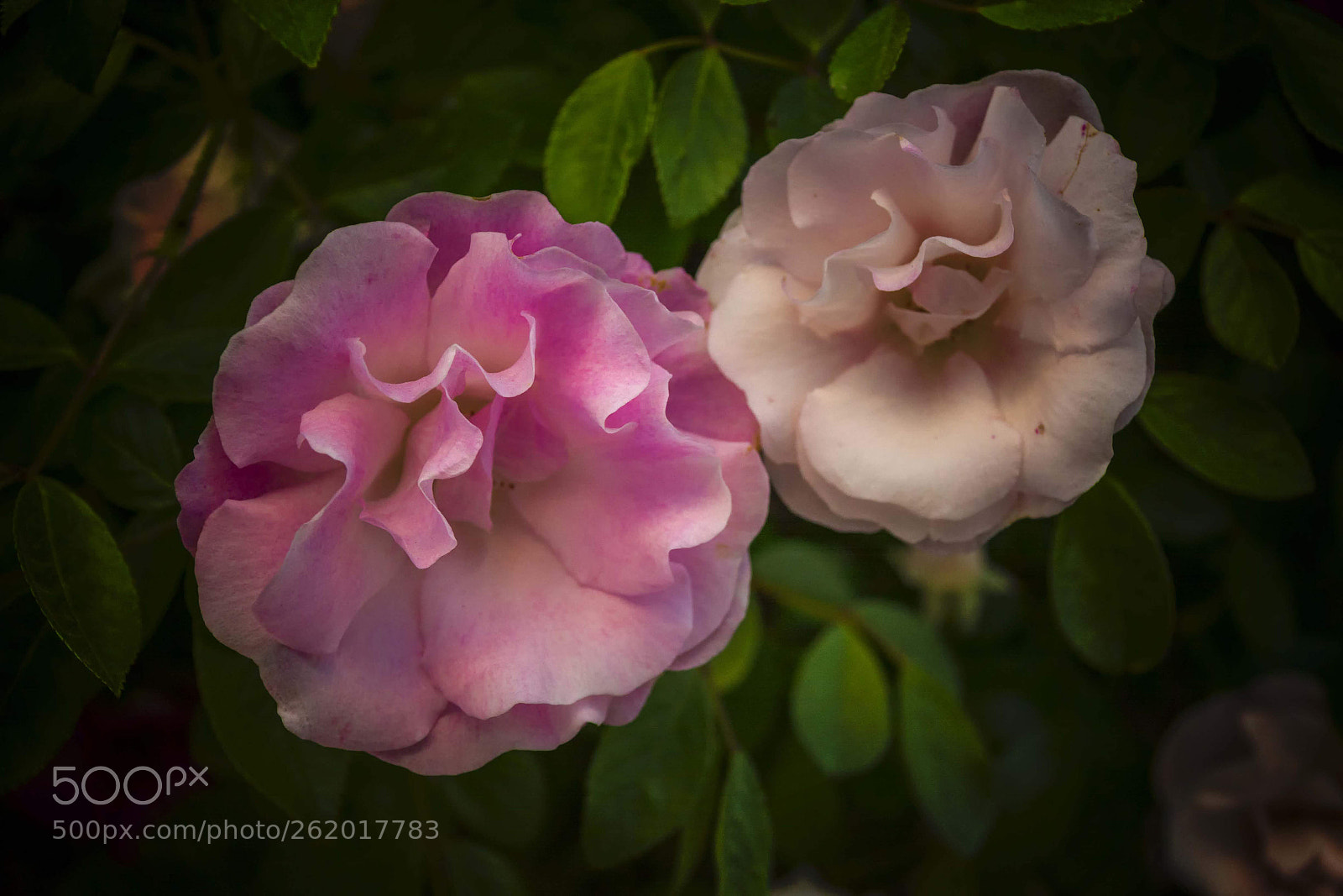 Nikon D7100 sample photo. Flores photography
