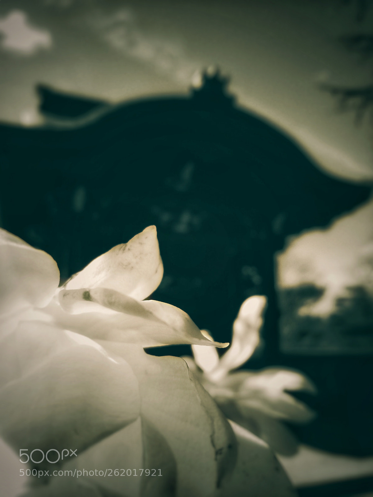 HUAWEI P9 Plus sample photo. Magnolias photography