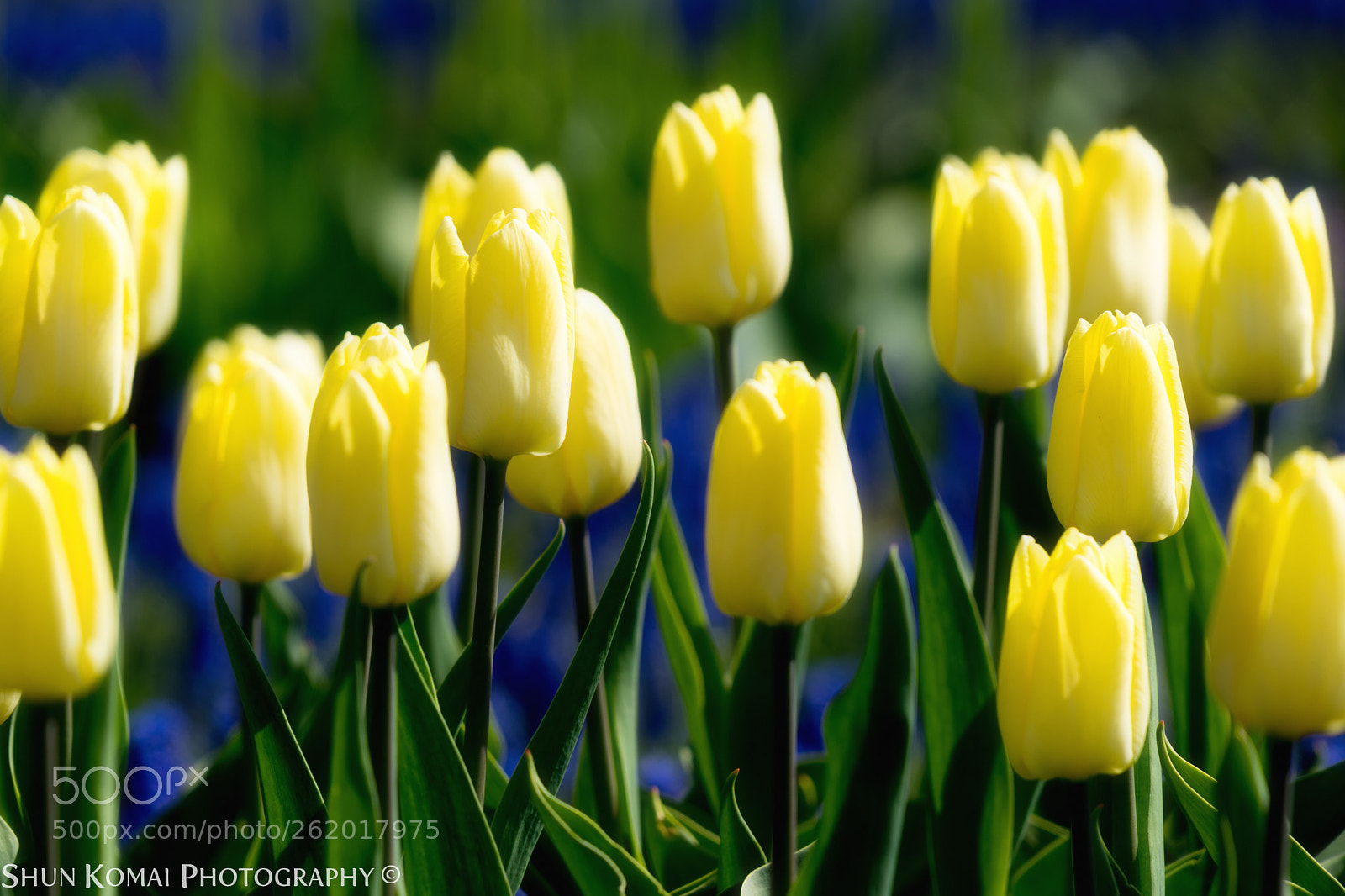 Sony a7 sample photo. Blue & yellow photography