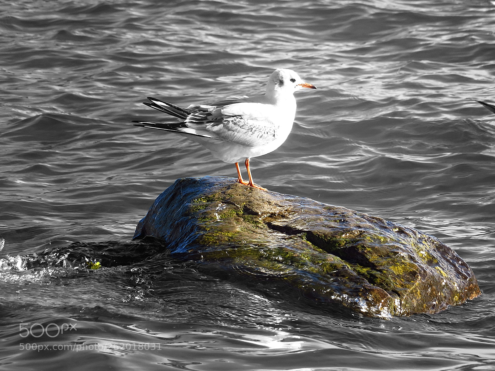Canon PowerShot SX720 HS sample photo. Gull at the lake. photography